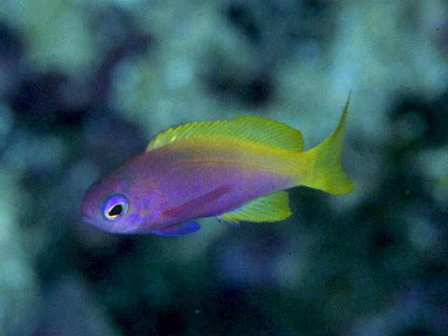 Pseudanthias bartlettorum